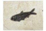 Detailed Fossil Fish (Knightia) - Wyoming #292538-1